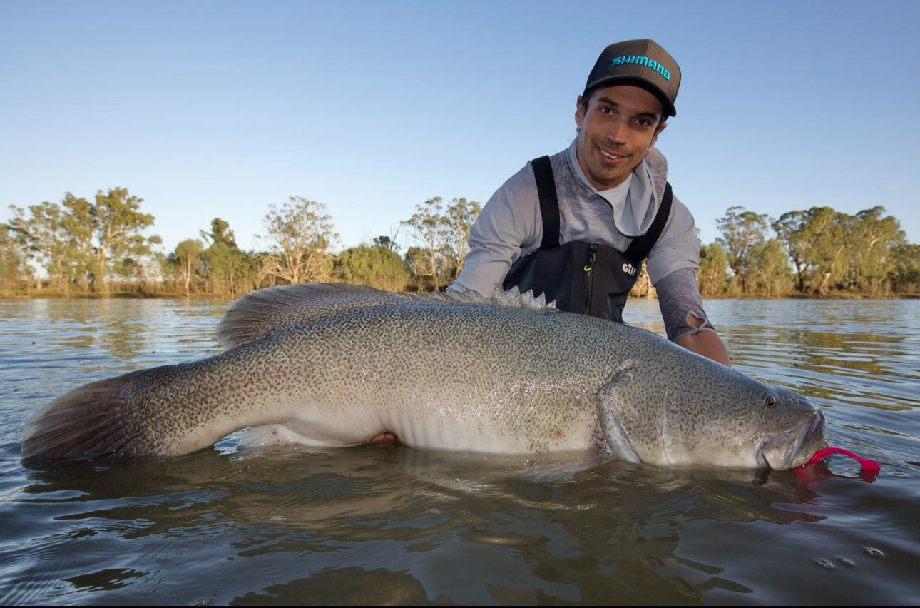 Murray Cod