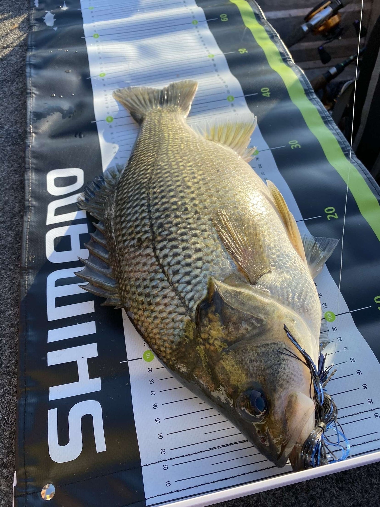 Australian Bass