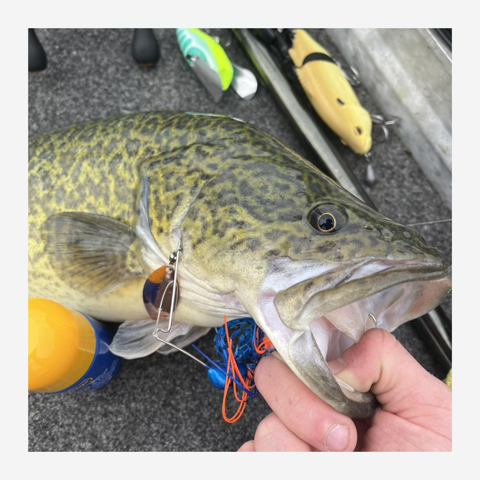 Murray Cod – Page 3 – SpinWright