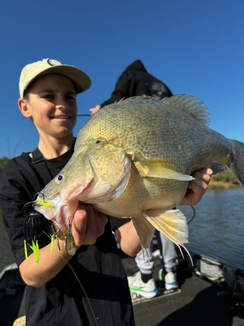 Golden Perch